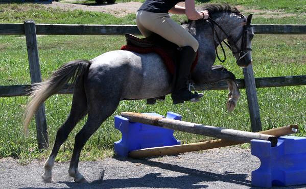 Short Stirrup pony hunter